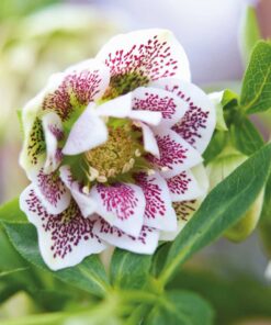 Helleborus orientalis - Ciemiernik wschodni Cinderella
