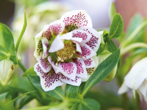Helleborus orientalis - Ciemiernik wschodni Cinderella