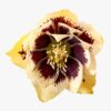 Helleborus orientalis - Ciemiernik wschodni Danique