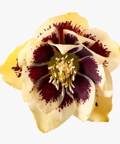 Helleborus orientalis - Ciemiernik wschodni Danique