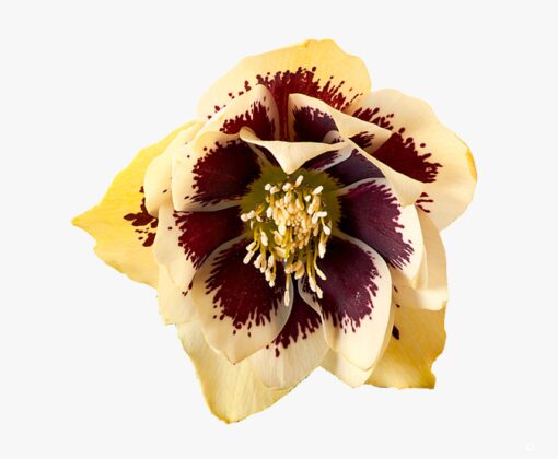 Helleborus orientalis - Ciemiernik wschodni Danique