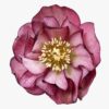 Helleborus orientalis - Ciemiernik wschodni Elise