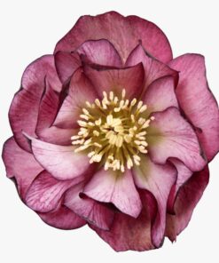 Helleborus orientalis - Ciemiernik wschodni Elise
