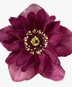 Helleborus orientalis - Ciemiernik wschodni Jaëlla