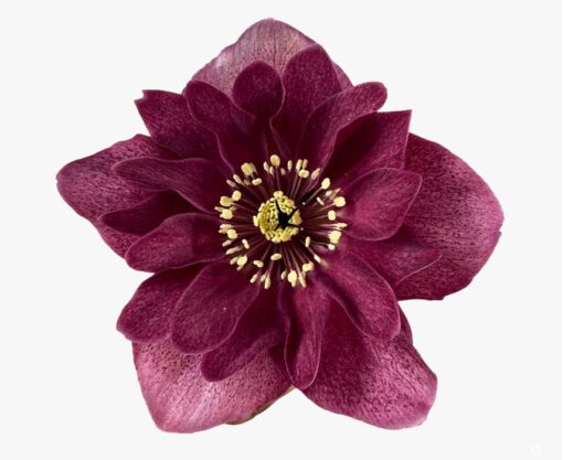 Helleborus orientalis - Ciemiernik wschodni Jaëlla
