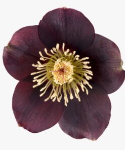 Helleborus orientalis - Ciemiernik wschodni Lucy