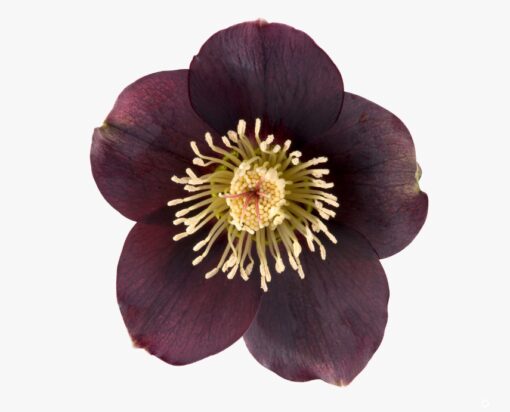 Helleborus orientalis - Ciemiernik wschodni Lucy