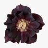 Helleborus orientalis - Ciemiernik wschodni Manon