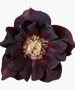 Helleborus orientalis - Ciemiernik wschodni Manon