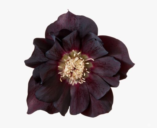 Helleborus orientalis - Ciemiernik wschodni Manon