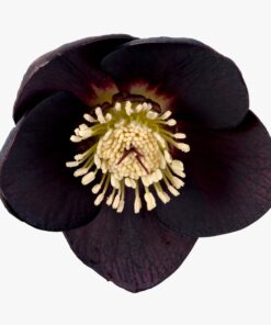 Helleborus orientalis - Ciemiernik wschodni Naomi