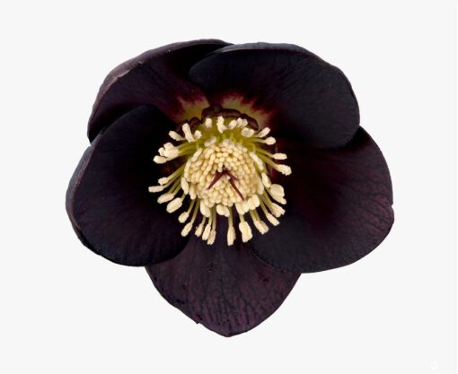 Helleborus orientalis - Ciemiernik wschodni Naomi