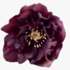 Helleborus orientalis - Ciemiernik wschodni Rhodé