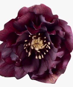 Helleborus orientalis - Ciemiernik wschodni Rhodé