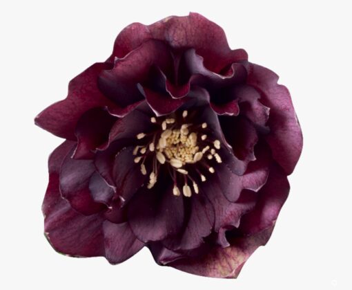 Helleborus orientalis - Ciemiernik wschodni Rhodé