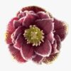 Helleborus orientalis - Ciemiernik wschodni Rubina