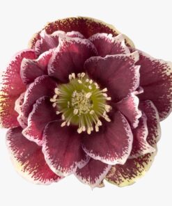 Helleborus orientalis - Ciemiernik wschodni Rubina