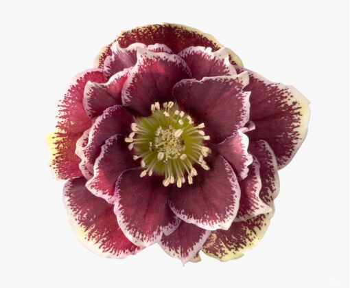Helleborus orientalis - Ciemiernik wschodni Rubina