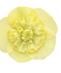 Helleborus orientalis - Ciemiernik wschodni ViV Lucrezia