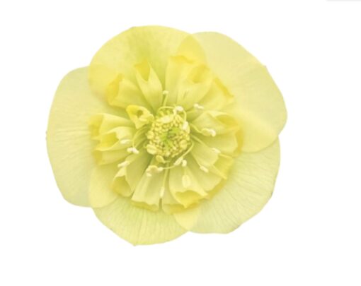 Helleborus orientalis - Ciemiernik wschodni ViV Lucrezia