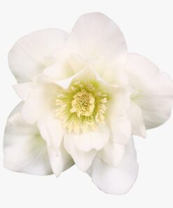 Helleborus orientalis - Ciemiernik wschodni Dafine