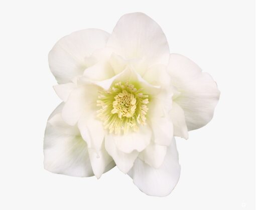 Helleborus orientalis - Ciemiernik wschodni Dafine
