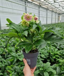 Helleborus orientalis – Ciemiernik wschodni ViV® Double Flowered