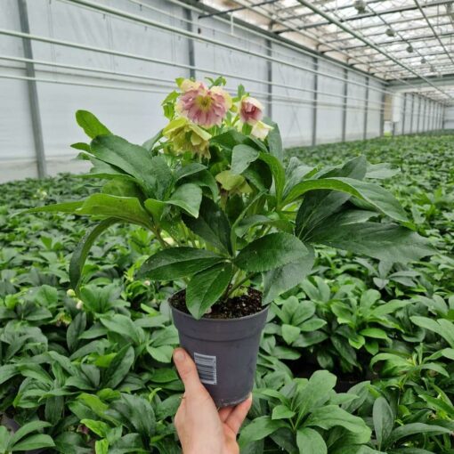 Helleborus orientalis – Ciemiernik wschodni ViV® Double Flowered