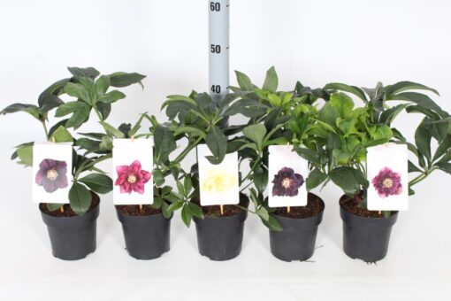 Helleborus orientalis - Ciemiernik wschodni Elise - obrazek 3