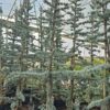Cedrus libani - Cedr libański Glauca 150cm