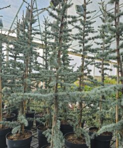 Cedrus libani - Cedr libański Glauca 150cm