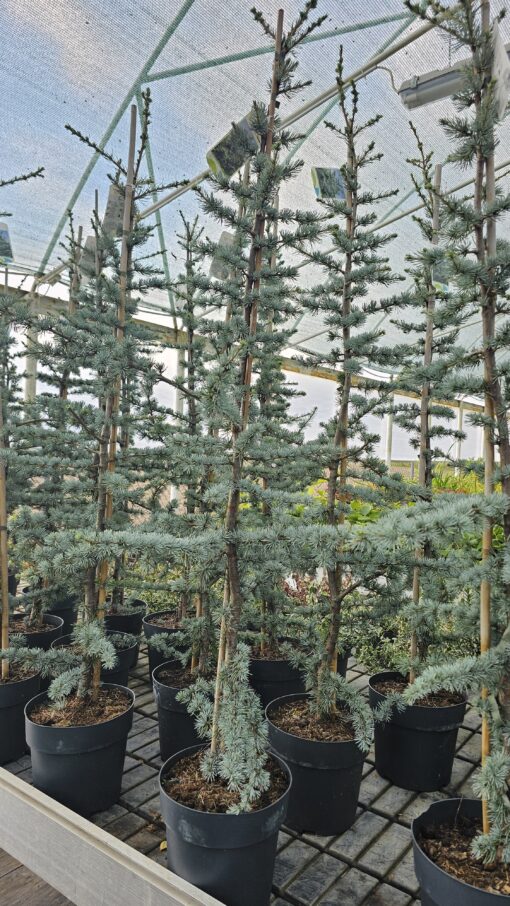 Cedrus libani - Cedr libański Glauca 150cm