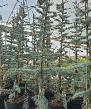 Cedrus libani - Cedr libański Glauca 80-100 cm