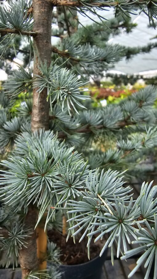 Cedrus libani - Cedr libański Glauca 150cm - obrazek 3