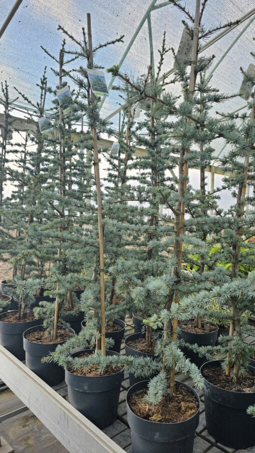 Cedrus libani - Cedr libański Glauca 150cm - obrazek 4