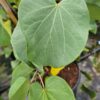Cercis siliquastrum - Judaszowiec południowy Bondat 140-170 cm