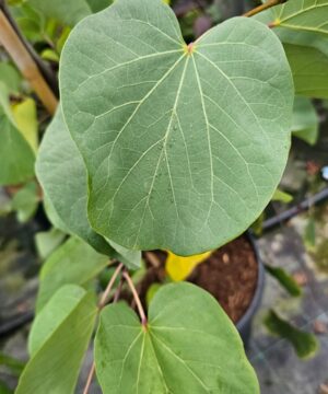 Alternative view of Cercis siliquastrum - Judaszowiec południowy Bondat 150-200 cm Przedsprzedaż wyłka w drugiej połowie lipca 2026