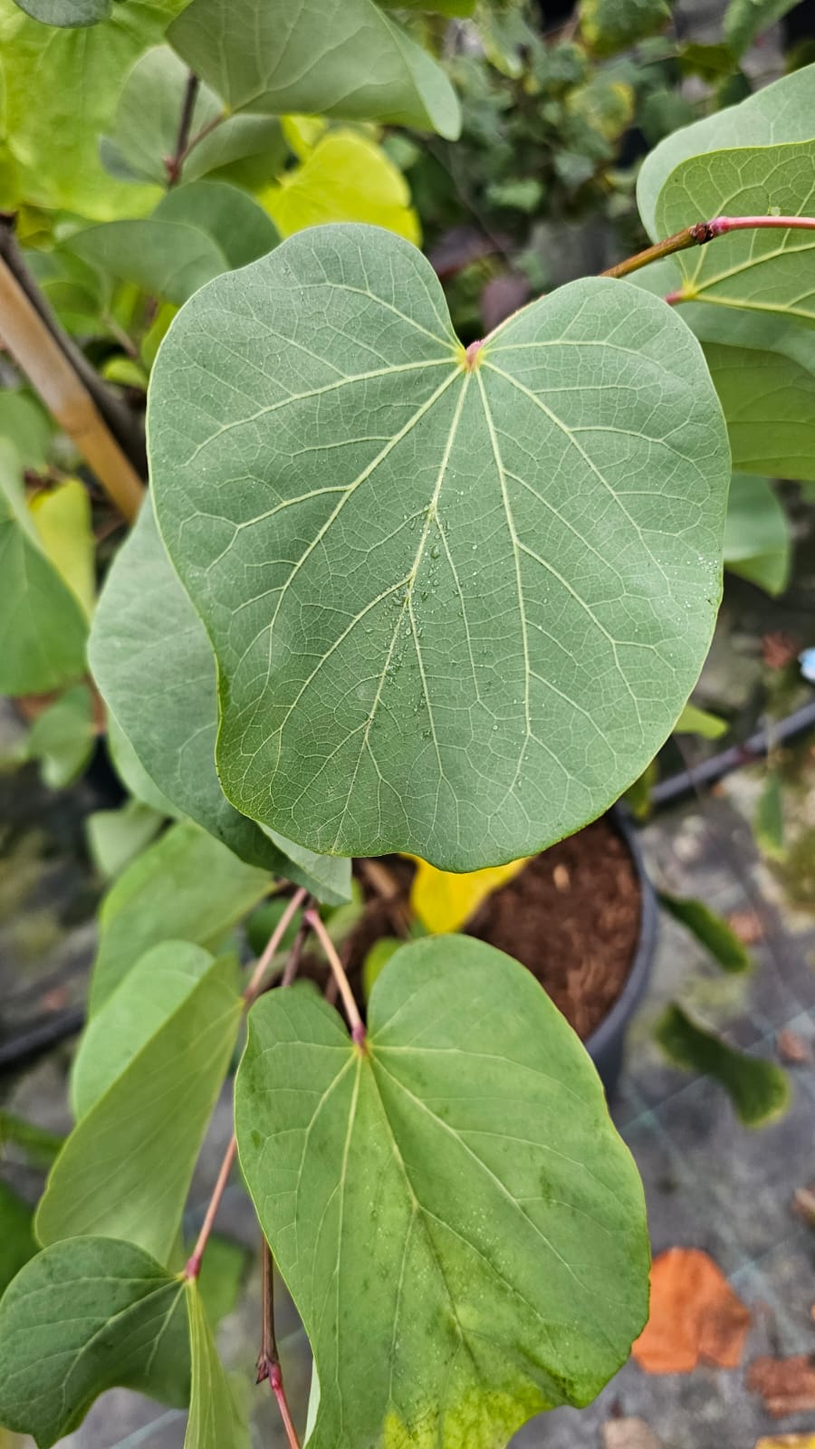Cercis siliquastrum - Judaszowiec południowy Bondat 140-170 cm