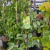 Cercis siliquastrum - Judaszowiec południowy Bondat 150-200 cm Przedsprzedaż wyłka w drugiej połowie lipca 2026