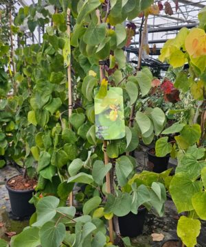 Cercis siliquastrum - Judaszowiec południowy Bondat 150-200 cm Przedsprzedaż wyłka w drugiej połowie lipca 2026