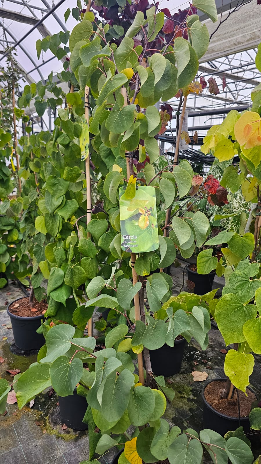 Cercis siliquastrum - Judaszowiec południowy Bondat 140-170 cm - obrazek 3