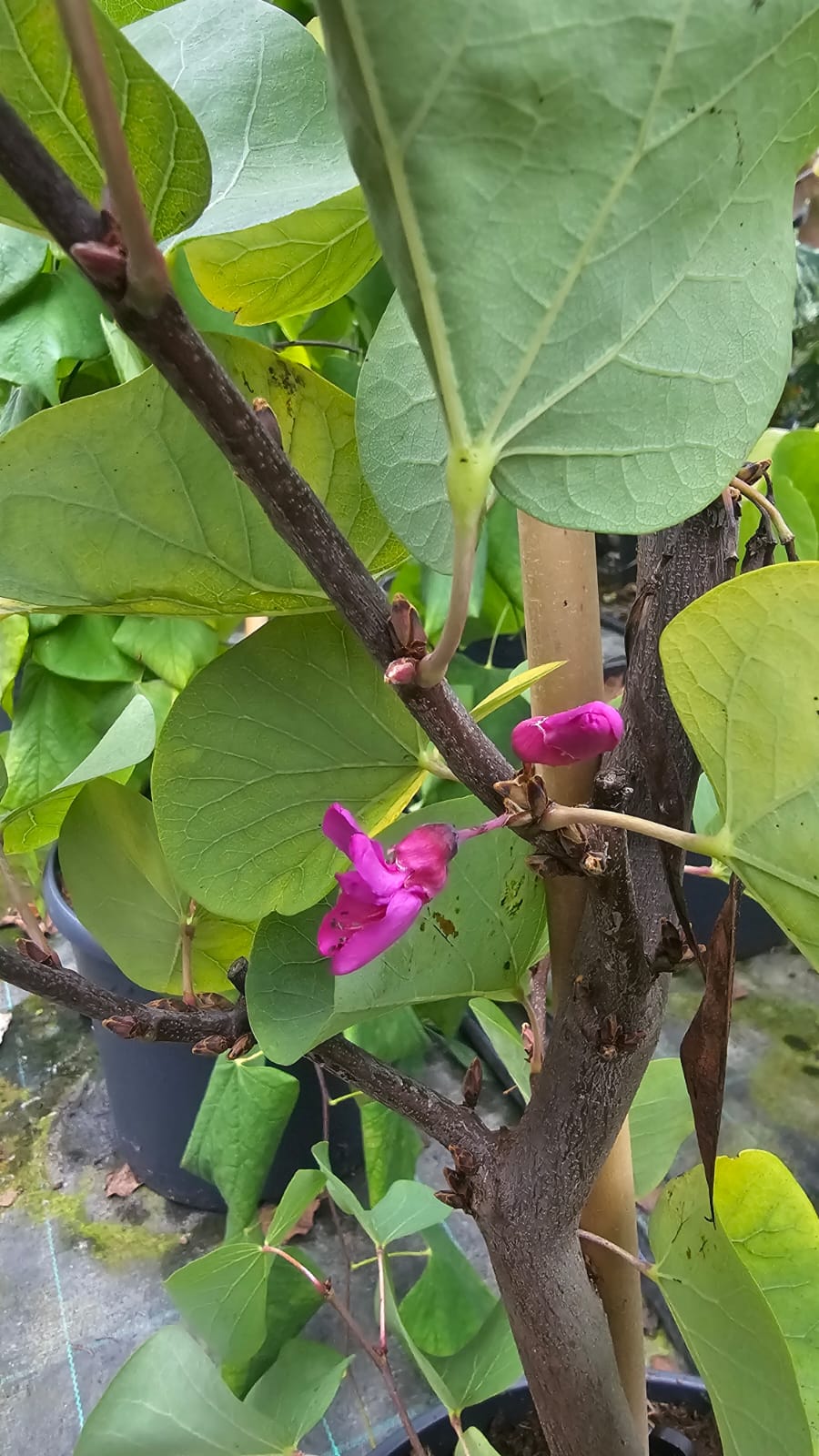 Cercis siliquastrum - Judaszowiec południowy Bondat 140-170 cm - obrazek 4