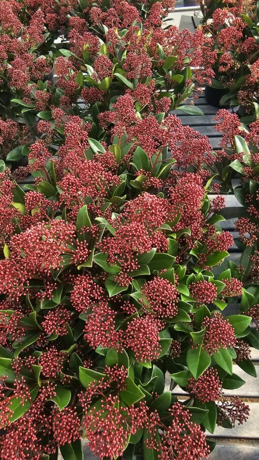 Skimmia jap. - Skimia japońska Rubella - obrazek 6