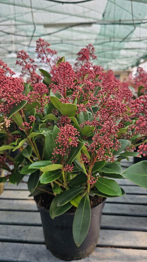 Skimmia jap. - Skimia japońska Rubella - obrazek 3