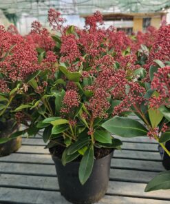 Alternative view of Skimmia jap. - Skimia japońska Rubella