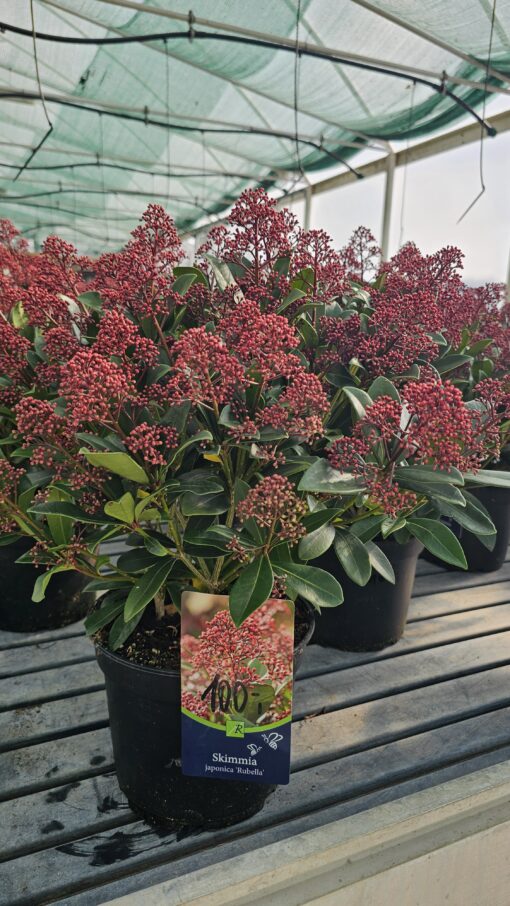 Skimmia jap. - Skimia japońska Rubella - obrazek 4