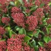 Skimmia jap. - Skimia japońska Rubella