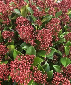 Skimmia jap. - Skimia japońska Rubella