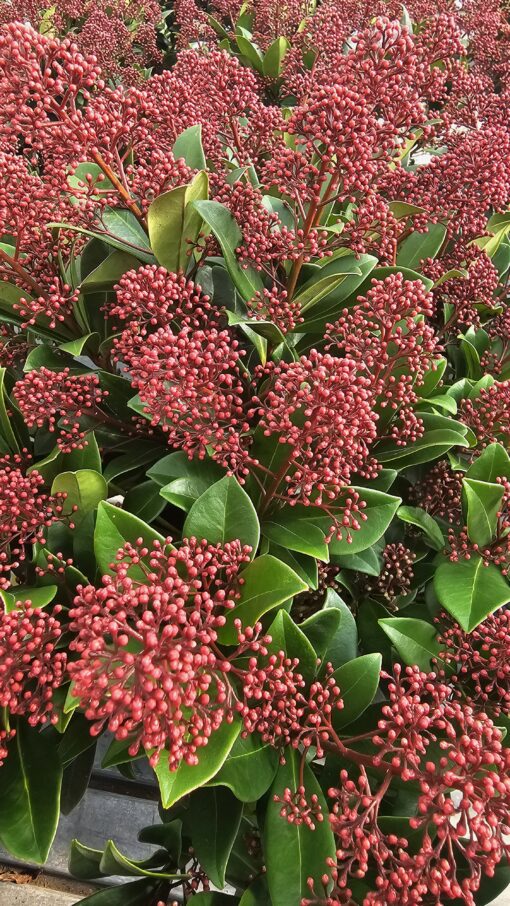Skimmia jap. - Skimia japońska Rubella