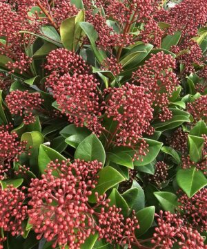 Skimmia jap. - Skimia japońska Rubella